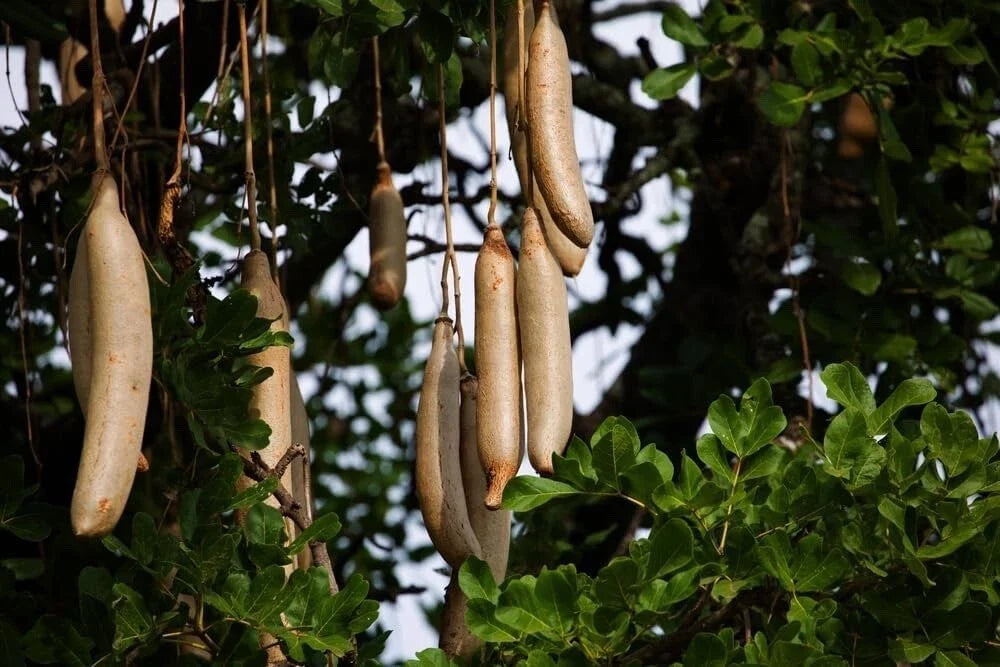 Sausage Tree Seeds - Kigelia africana Exotic Landscape Plant for Gardening and Landscaping - 10 Pack