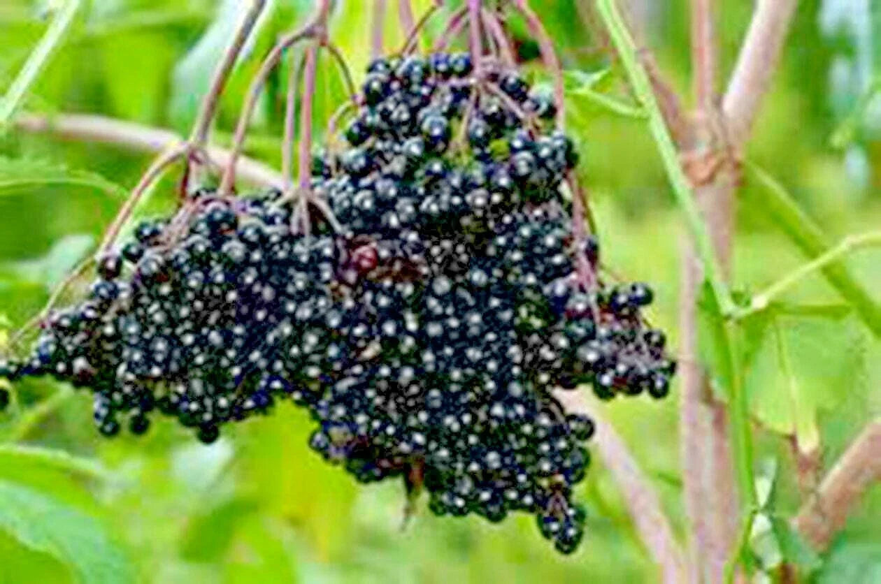 American Elderberry Seeds 31+ Sambucus canadensis Native Shrub Hedge Fruit Tree for Garden and Wildlife