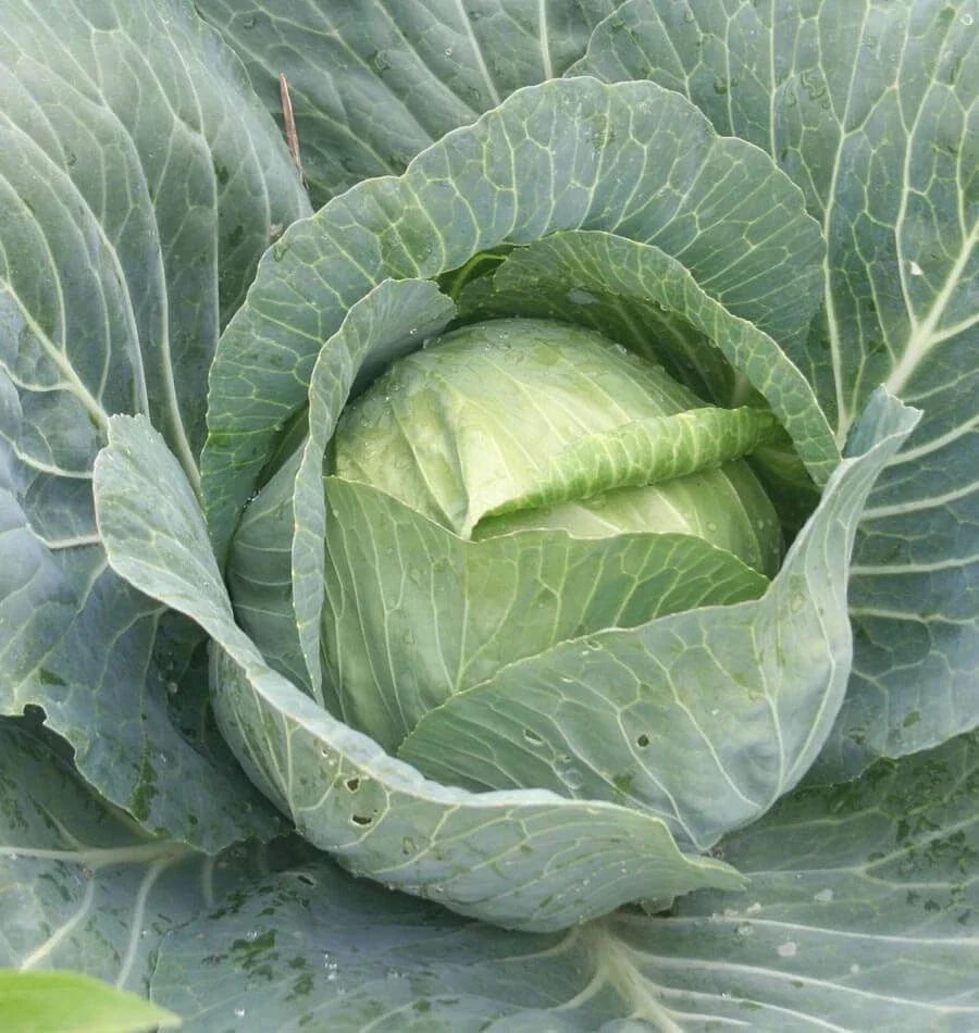 Charmant Cabbage Seeds | Organic Brassica oleracea var. capitata for Home Gardening | Compact, Upright Heads Seed Packet