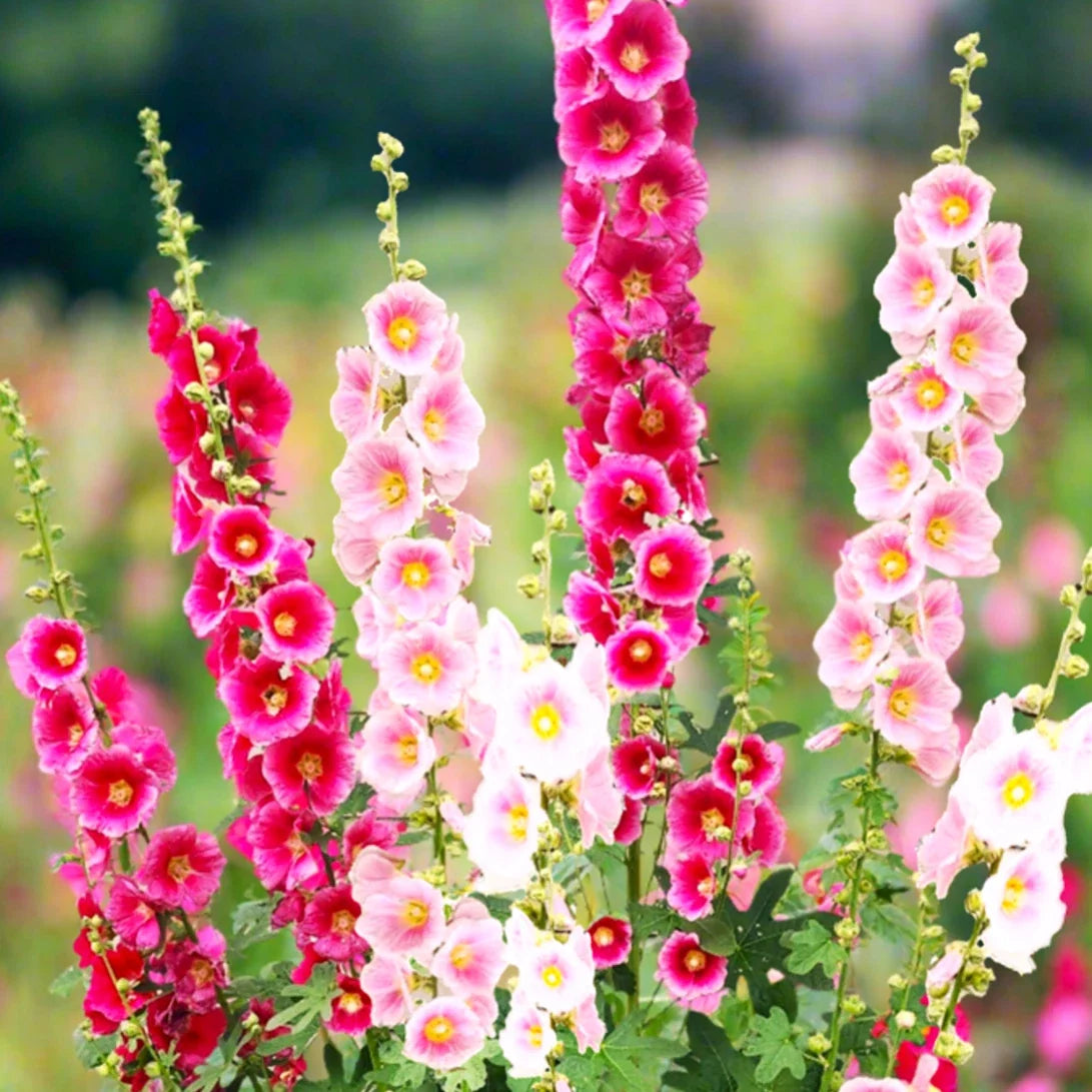 Hollyhock Seeds - Single Flowered Mix - Alcea rosea - Garden Flower Seeds for Borders & Pollinators