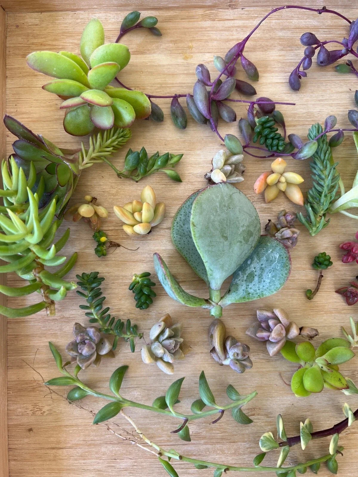 Succulent Cutting Set + 3 String Varieties & Extra Assorted Box – Ceropegia woodii, Senecio radicans, Senecio rowleyanus