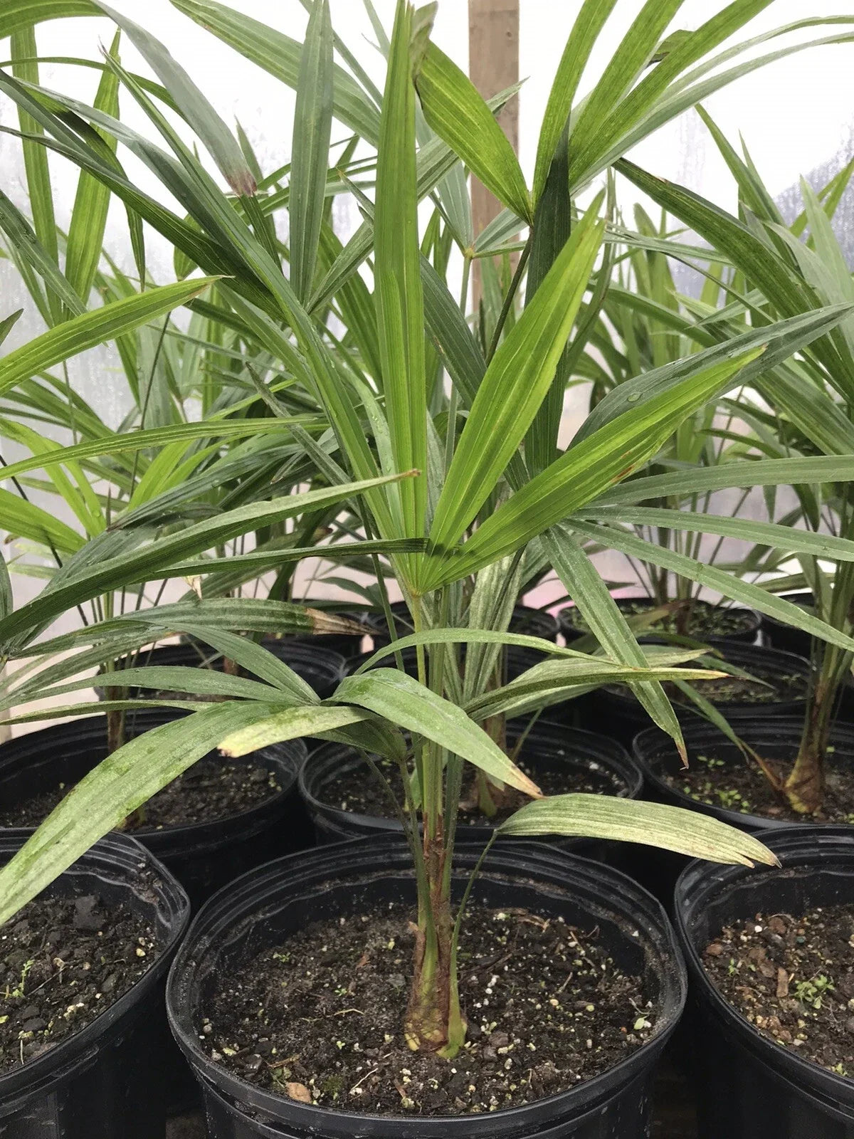 Cold Hardy Windmill Palm Plant 18-20 Inches Trachycarpus fortunei for Gardens and Landscaping