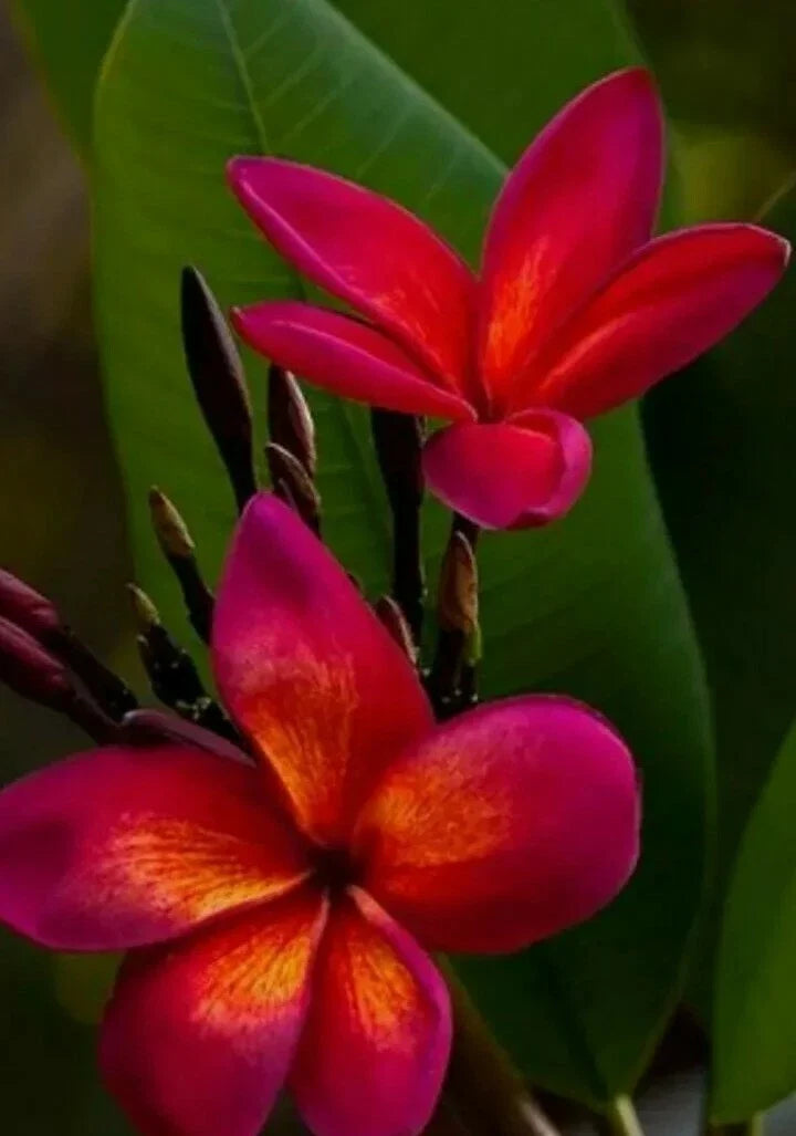 Red Root Plumeria Plant in 3-Inch Pot | Live Tropical Flowering Plant | Plumeria rubra