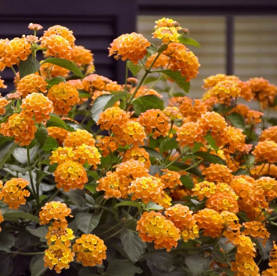 Lantana Orange Live Plant - Well-Rooted Perennial Groundcover - Bright Orange Blooms - Lantana camara
