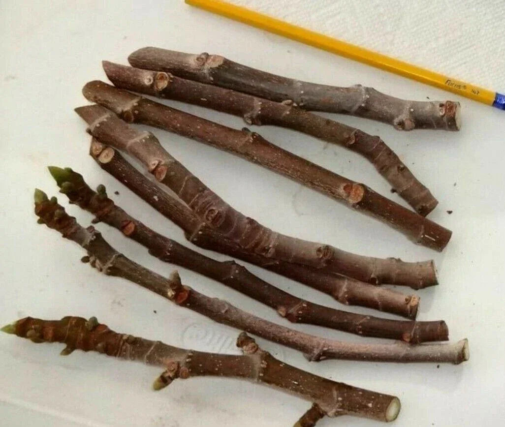 Fig Tree Cuttings 3 Pack - Malta Black, Sweet Delicious Figs, Cold Hardy Zone 6-11