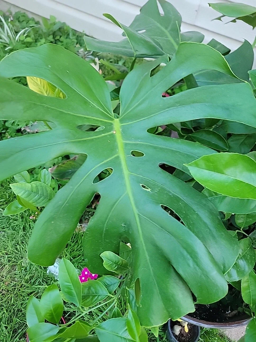 Monstera Deliciosa Live Plant in 4-Inch Pot, Swiss Cheese Indoor Houseplant, Evergreen Table Plant, Tropical Foliage