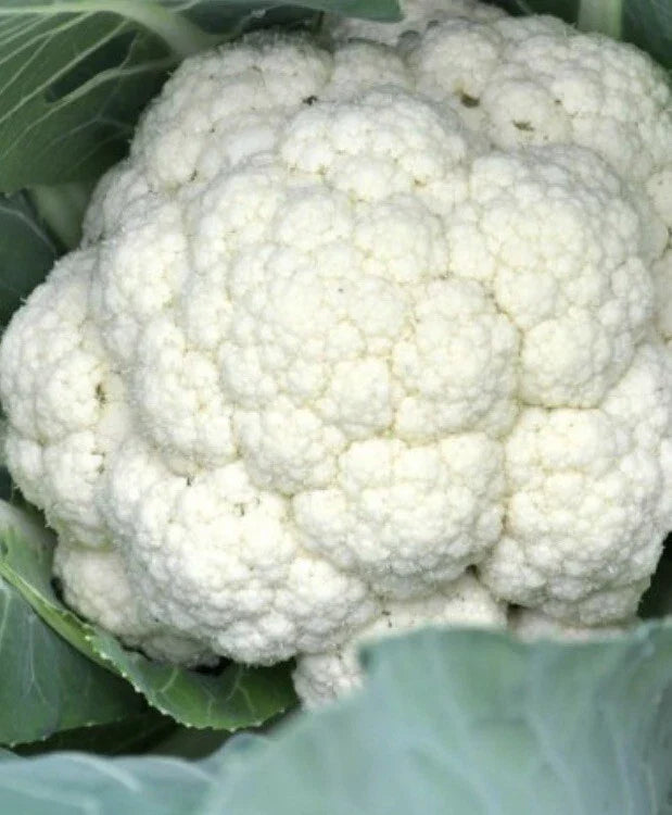 Cauliflower Seeds 2000 Count Snowball Y Improved Non-GMO Self Blanching Brassica oleracea