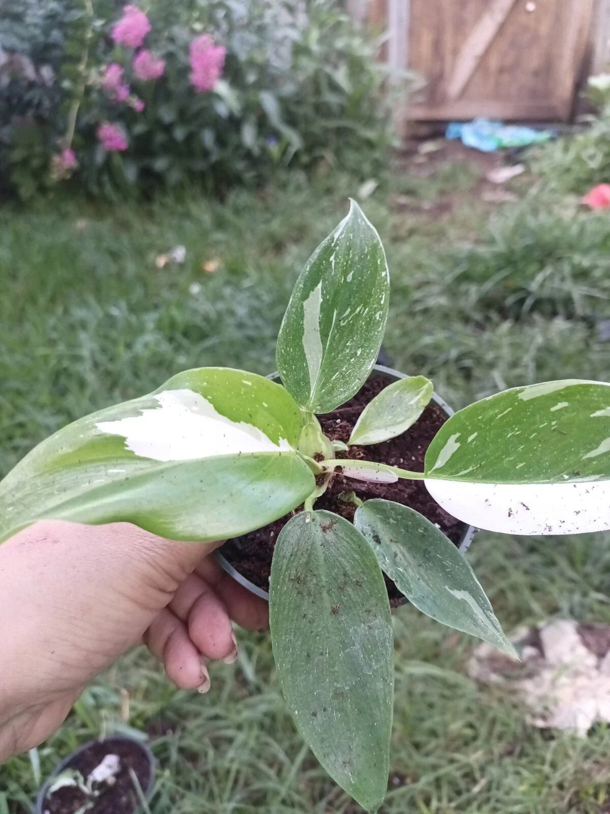 Variegated Philodendron White Princes - Rooted Indoor Houseplant