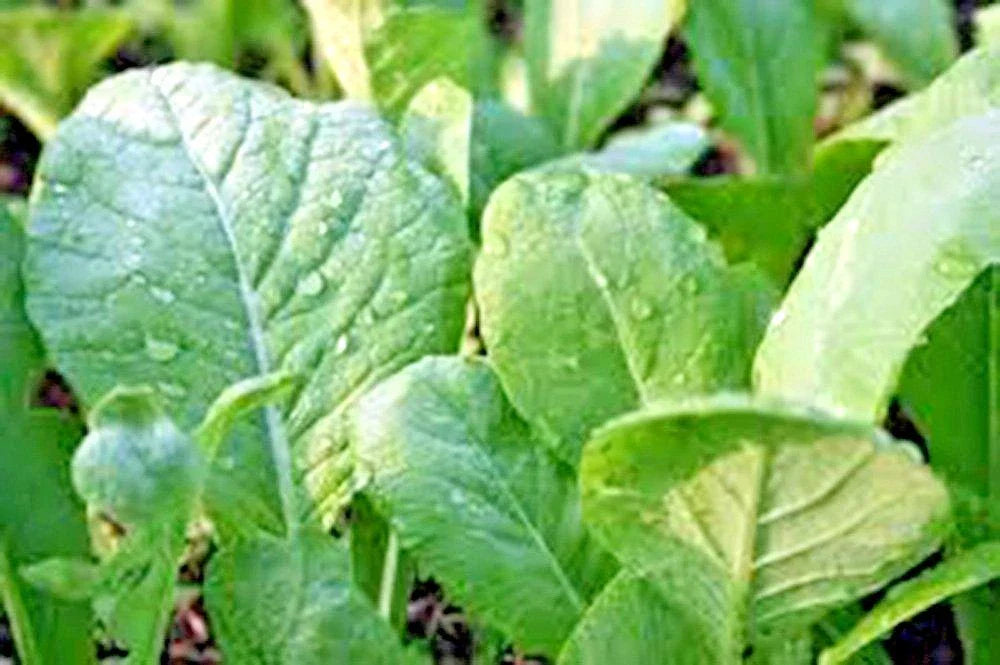 Tendergreen Mustard Seeds - 600+ Organic Brassica juncea Seeds for Spring & Fall Gardens