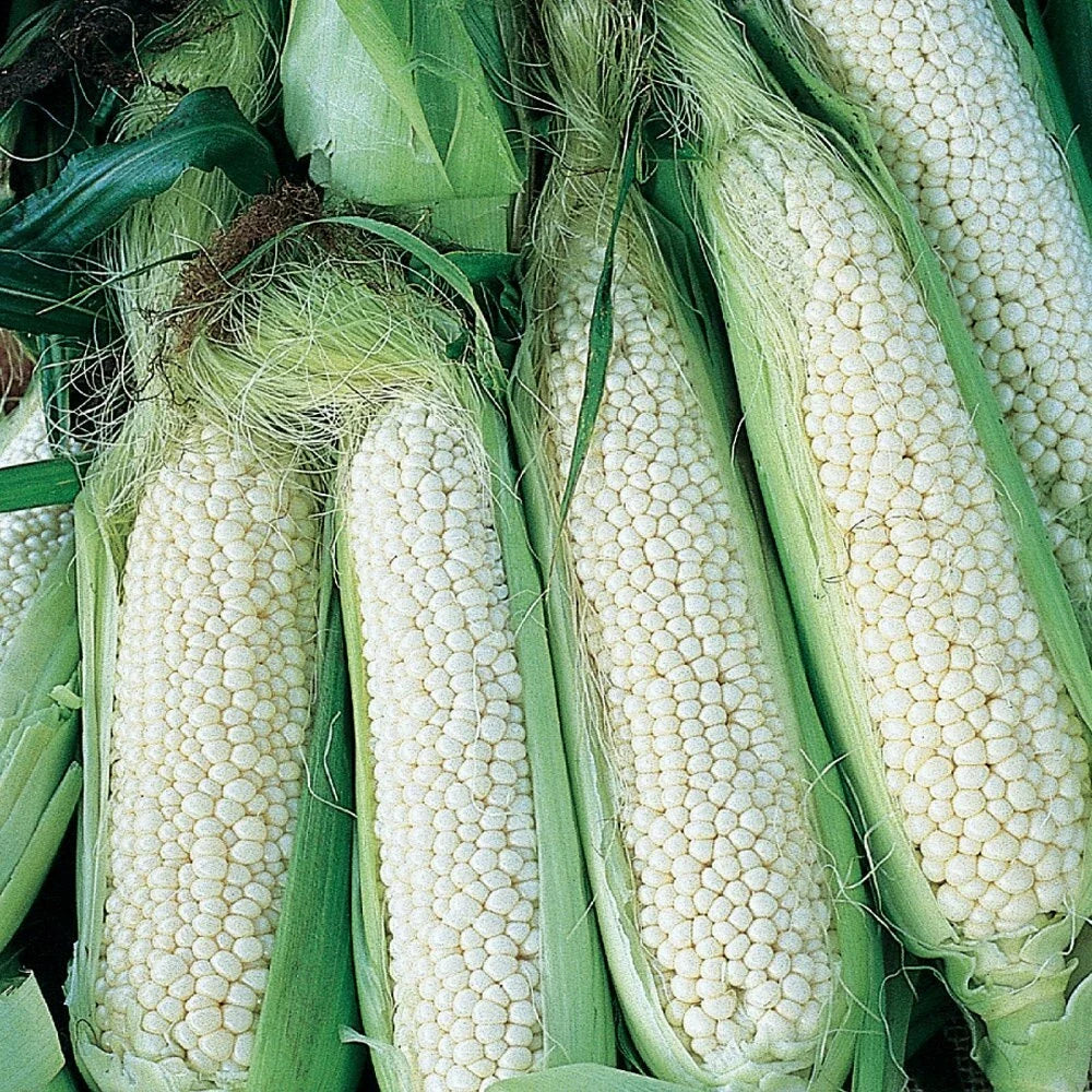 Country Gentleman White Corn Seeds – Heirloom Sweet Zea mays, 25 Pack, Garden Vegetable Seeds for Home Farming