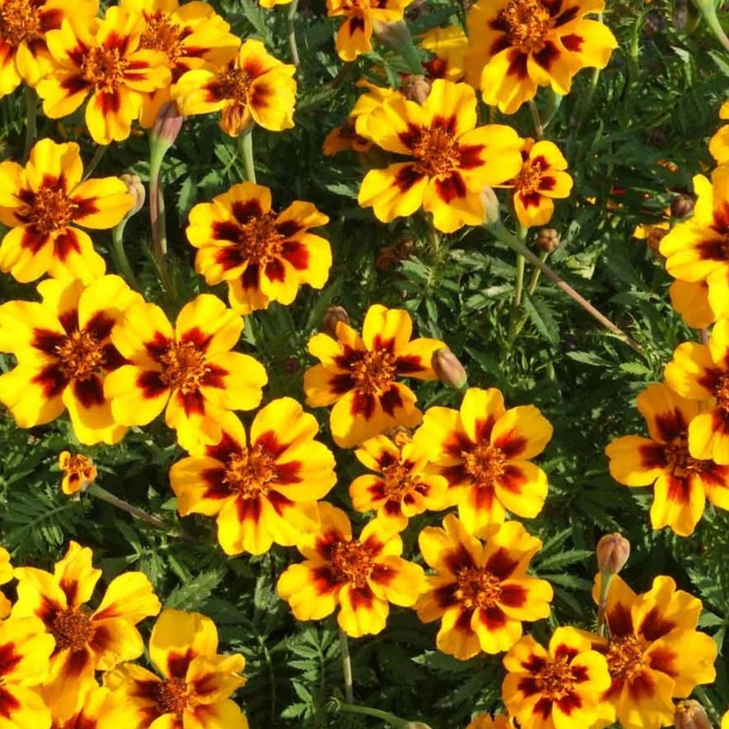 Dainty Marietta Marigold Seeds – Dwarf Tagetes Patula Flower Seeds for Borders & Containers, 150 Non-GMO Seeds, USA Grown