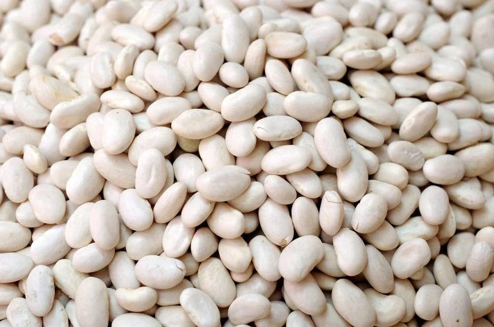 Navy Bean Seeds for Planting - 50 White Kidney Bean Seeds (Phaseolus vulgaris)