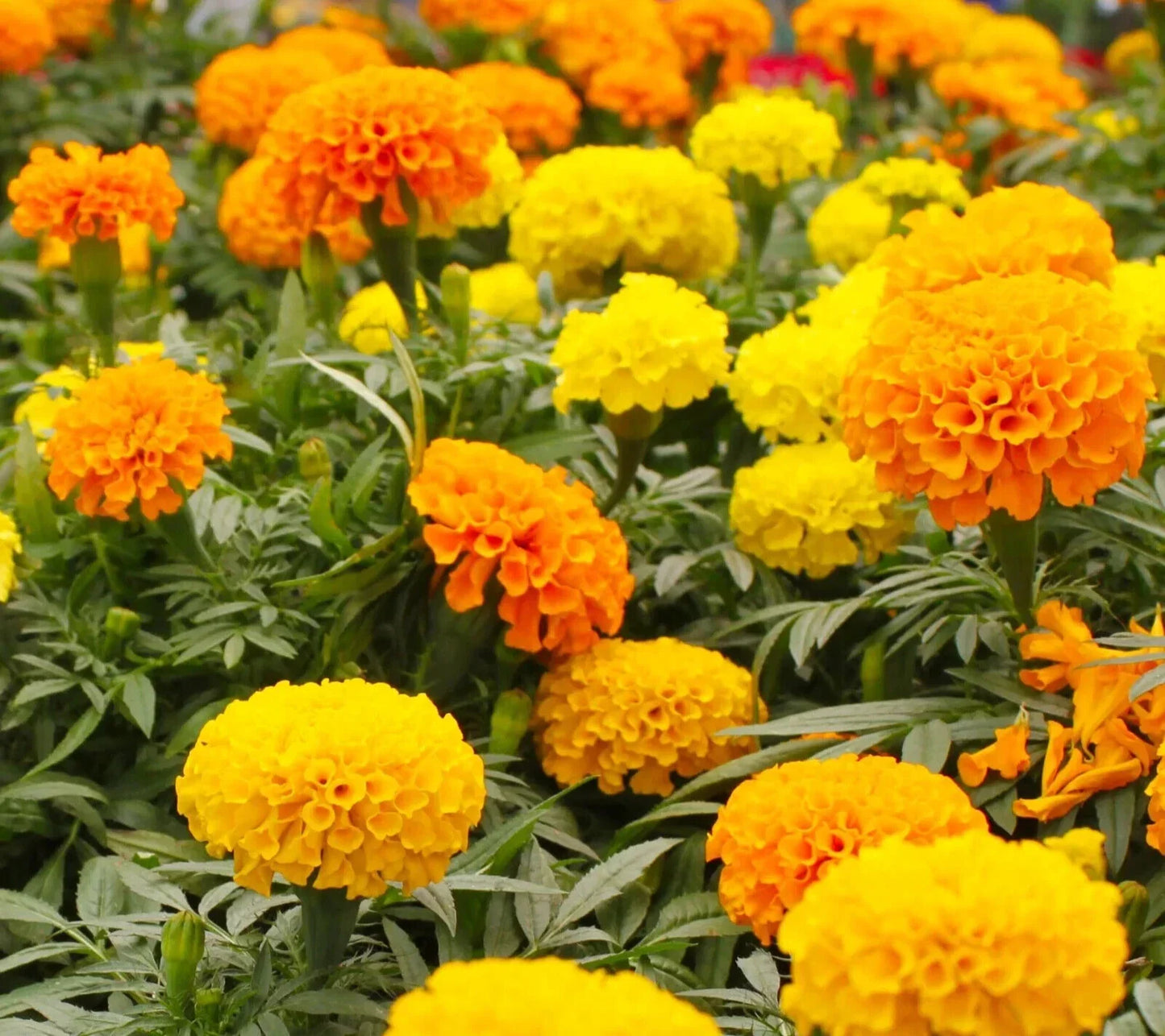 Crackerjack Marigold Seeds - Tagetes erecta Flower Seeds, Multiple Packet Sizes