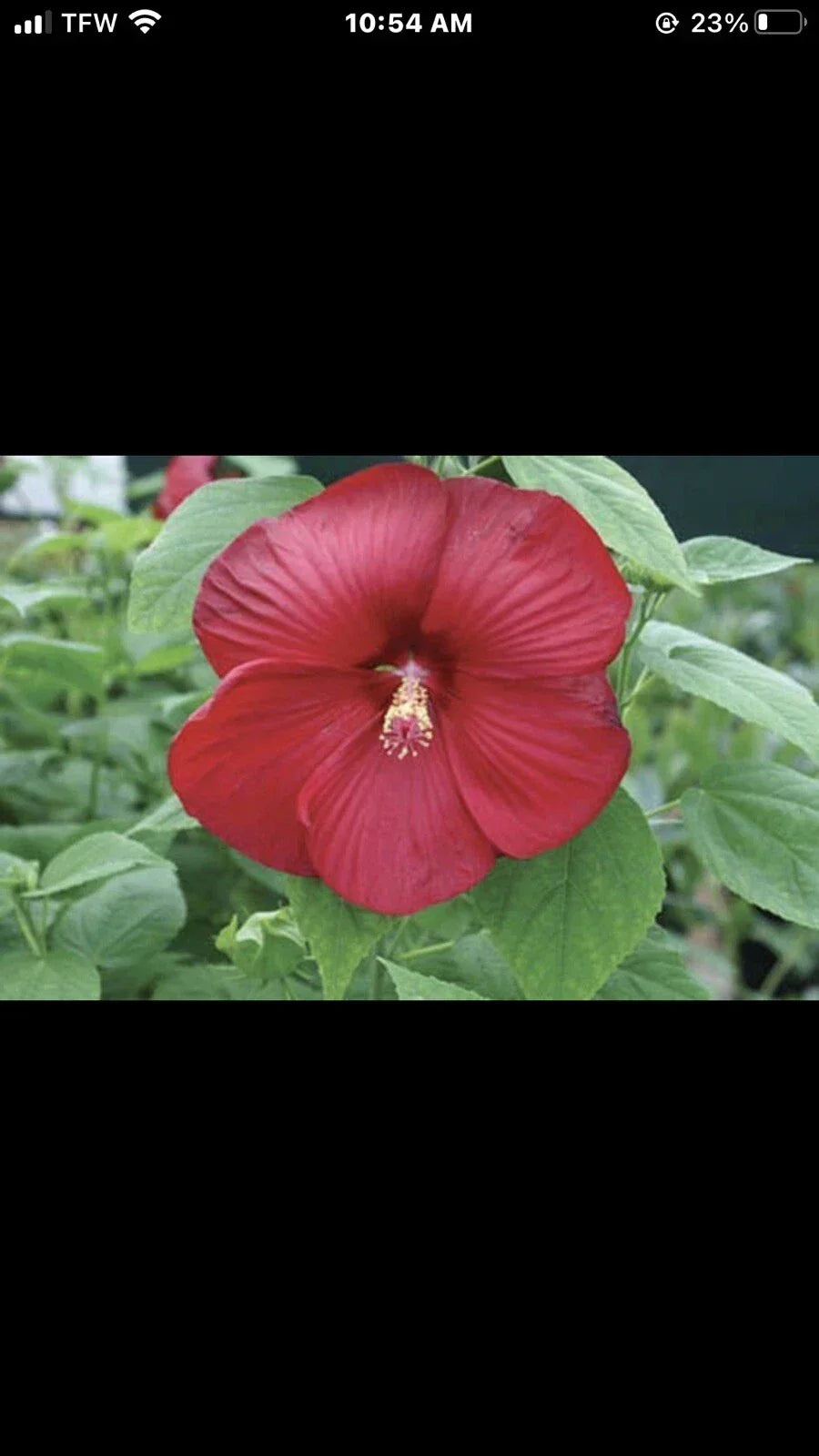 Hibiscus Luna Red Plant Plug 3-Inch Starter - Hibiscus rosa-sinensis