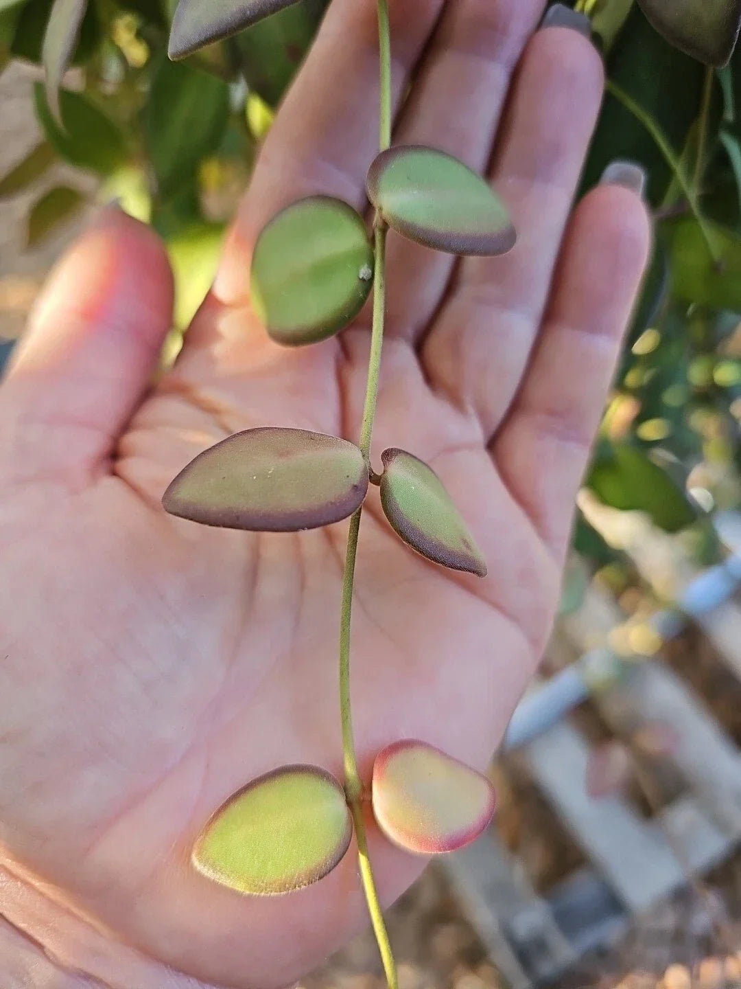 Hoya Burtoniae Cutting - Unrooted 3 Node Bilobata Wax Plant Indoor Houseplant