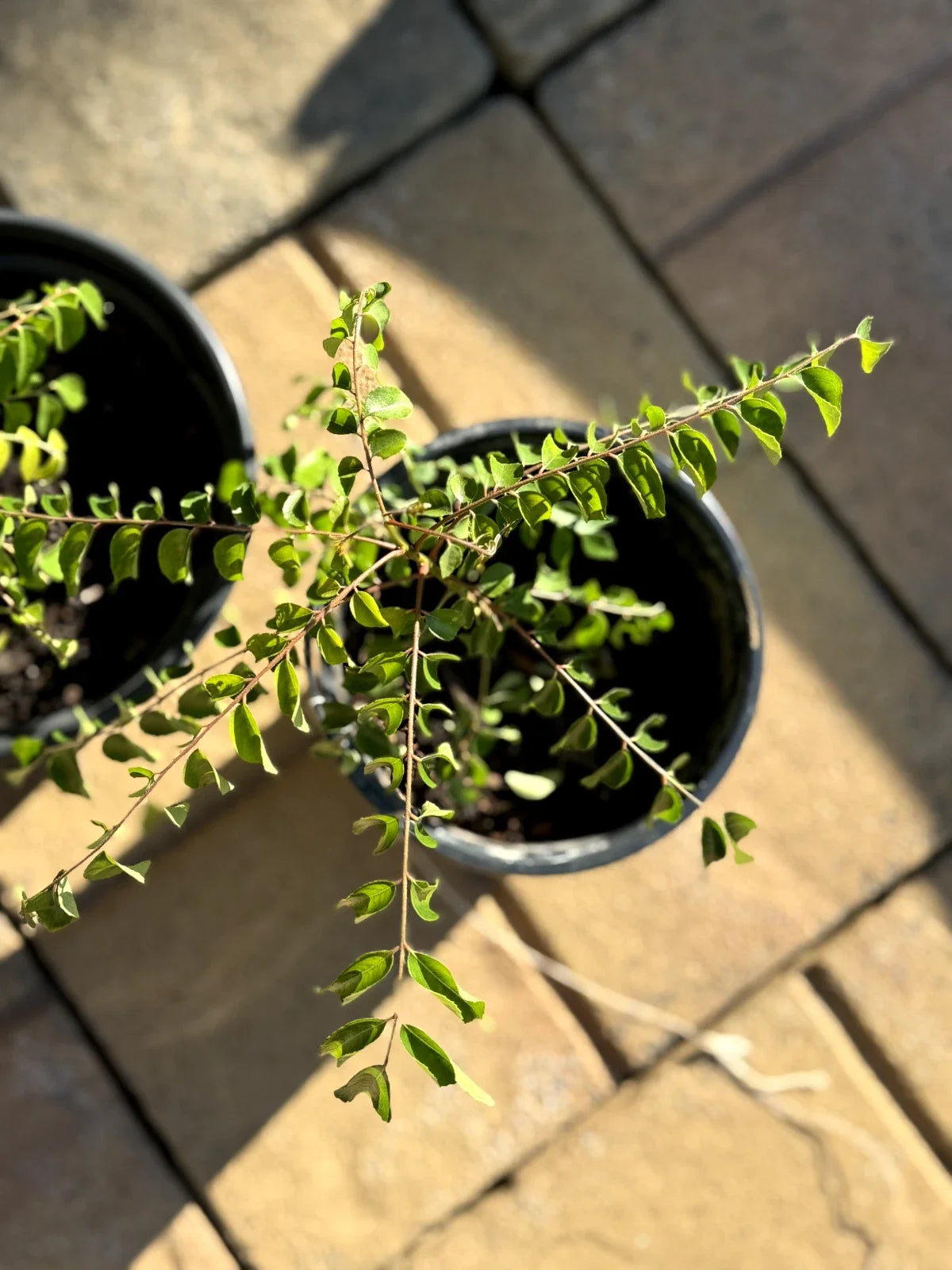 Curry Leaf Plant - Bare Rooted Live 4-6 Inches - Aromatic Leaves - Murraya koenigii Herb for Cooking & Garden