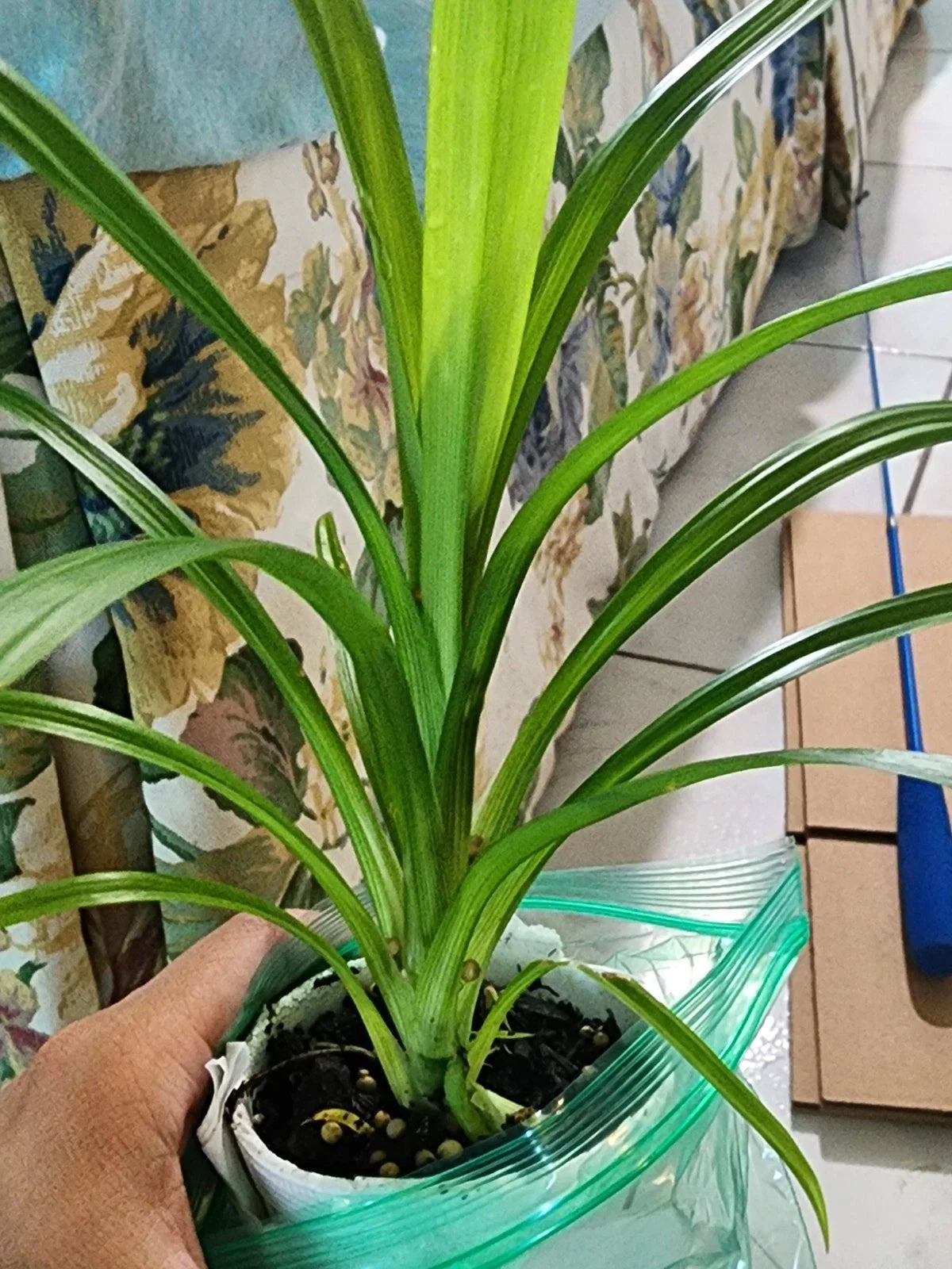 Live Pandan Leaf Plant 6-10 Inches in Cup, Fragrant Culinary Herb Pandanus amaryllifolius for Cooking & Teas