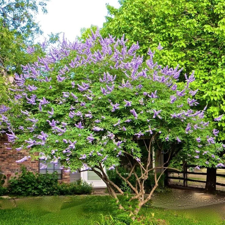 50 Chaste Vitex Tree Seeds - Hardy Monks Pepper (Vitex agnus-castus) Drought Tolerant, Aromatic, Medicinal Plant