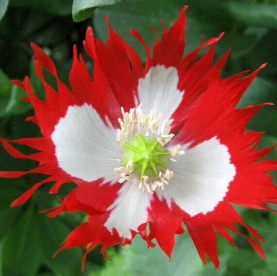 Danish Flag Poppy Seeds 500+ Red & White Annual Flower Papaver rhoeas