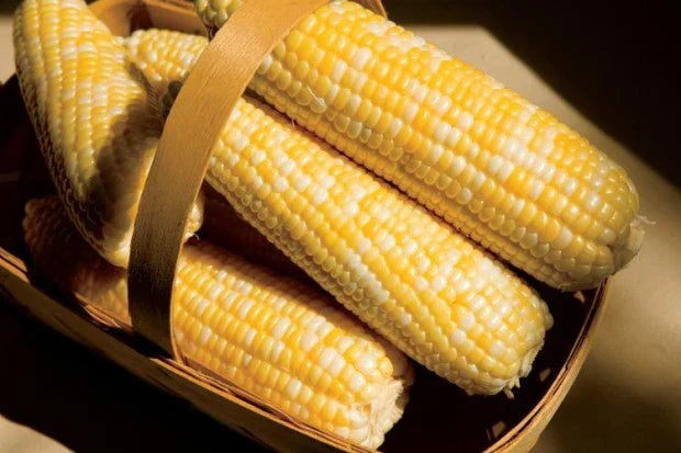 Sweet Corn Seeds Ambrosia Variety Non-GMO Heirloom Zea mays