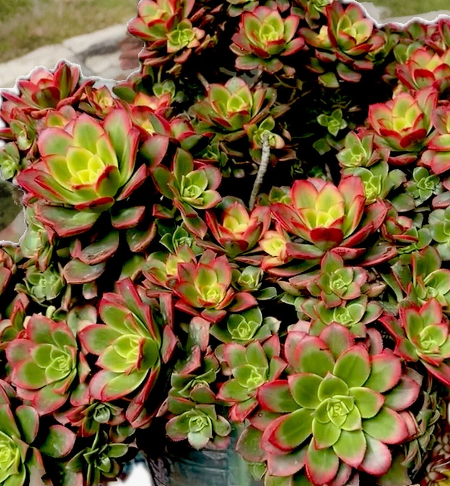 Aeonium Kiwi Variegated Succulent Cutting 2-3" Rare Easy Care Indoor Outdoor Plant