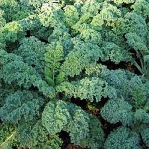 Premium Organic Heirloom Blue Curled Scotch Kale Seeds – Non-GMO, Brassica oleracea var. sabellica, Rich in Vitamins, Easy to Grow