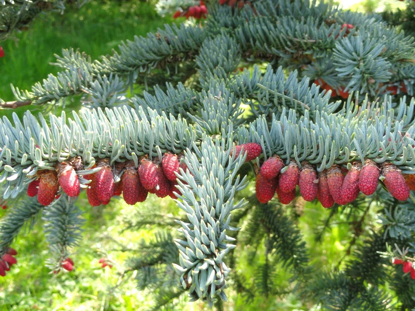 Noble Fir Seeds 10 Pack | Abies procera Evergreen Tree Seeds for Reforestation & Landscaping