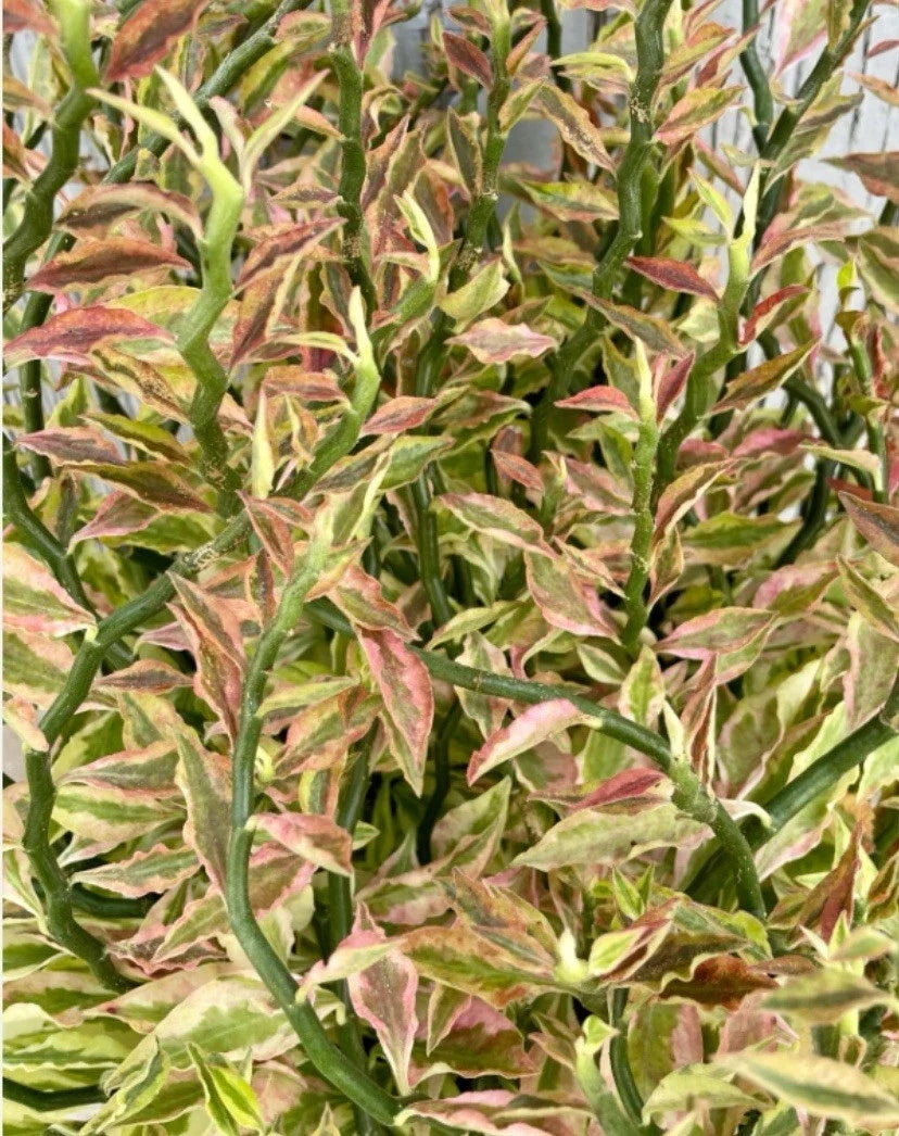 Devil's Backbone Cuttings 8 Organic Euphorbia Tithymaloides Variegata Succulent Plant, 6+ Inches