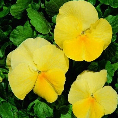 Pansy Seeds - 50 Count - Clear Primrose Yellow Viola tricolor - Garden Flower, Bright Bloom, Pollinator Attractant