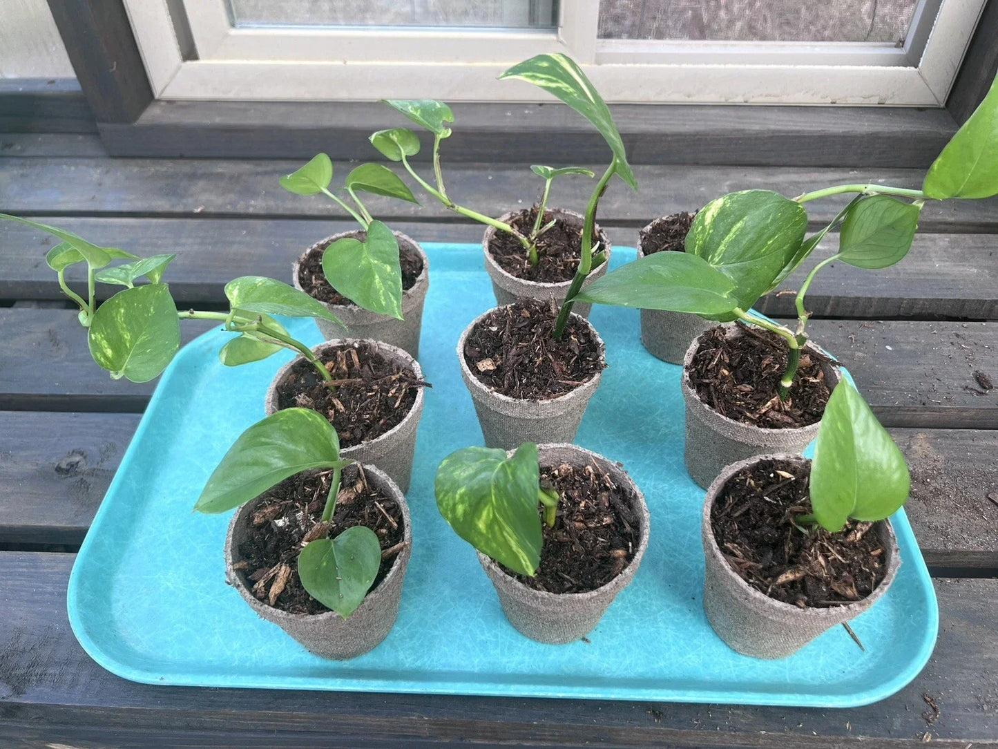 Marble Queen Golden Pothos Live Plant in 3" Pot, Variegated Epipremnum aureum, Trailing Vine, Indoor Houseplant