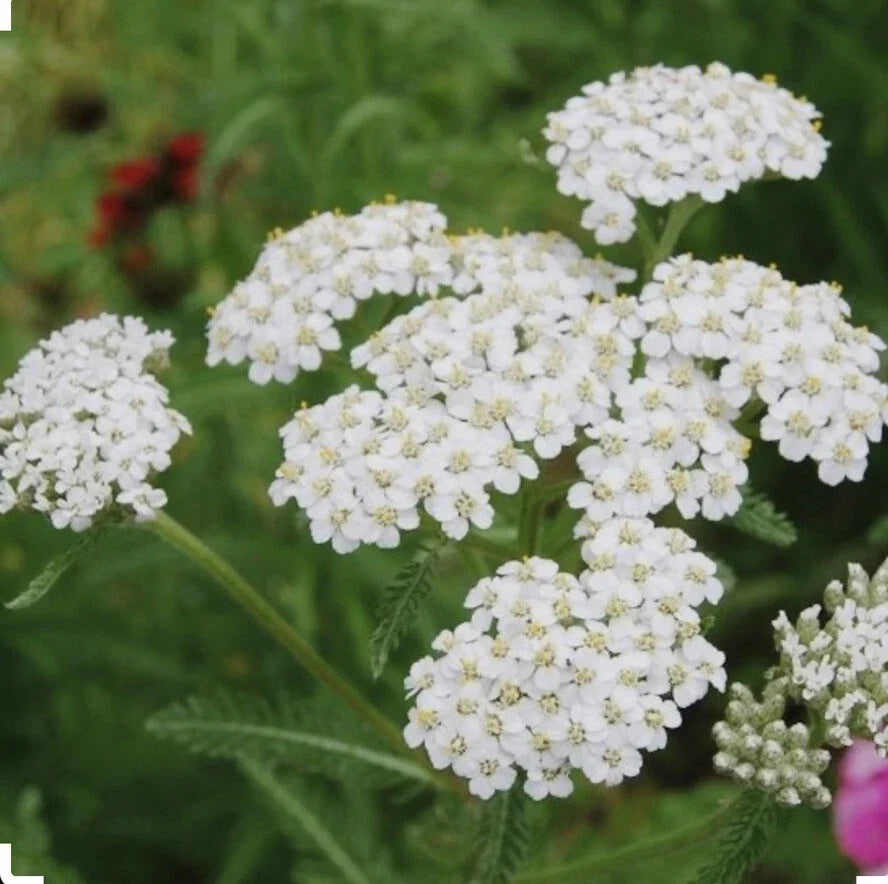 White Yarrow Seeds - 500+ Non-GMO Achillea millefolium Perennial for Pollinators, Borders, Cut Flowers