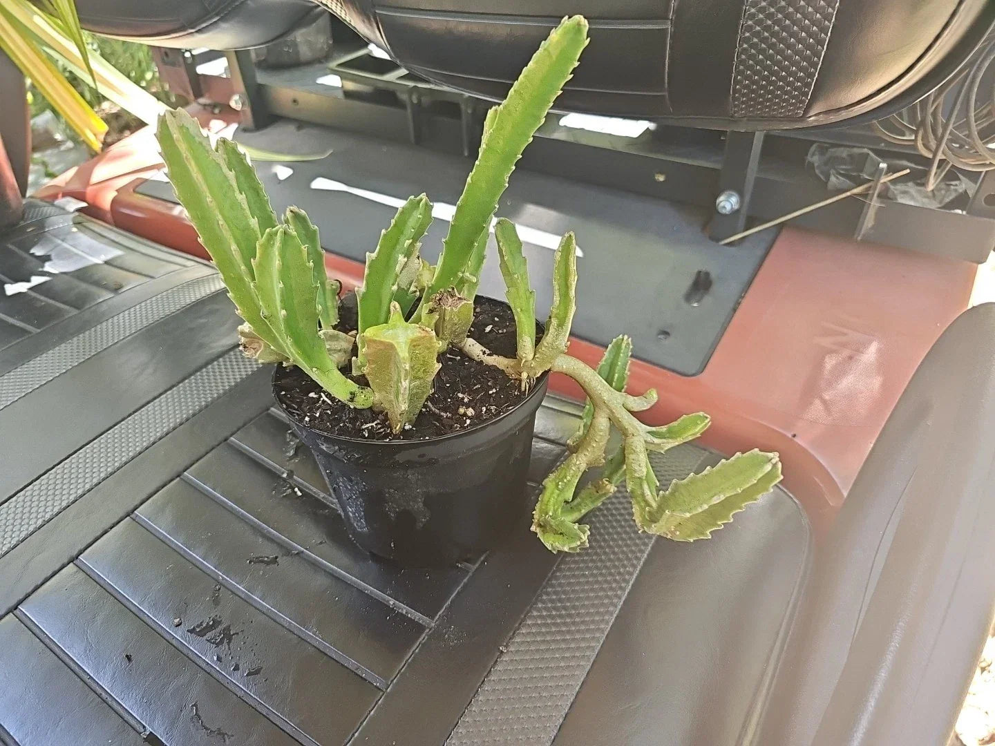 Stapelia gigantea Succulent 6" Pot - Large Starfish Cactus Rare Plant