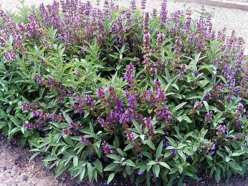 Sage Herb Seeds - 100 Seeds - Broad-Leaved Culinary Variety - Salvia officinalis