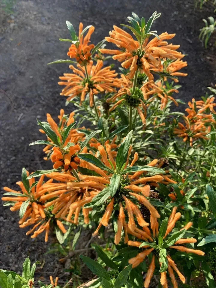Lion's Ear Seeds - 50 Pack - Leonotis Leonurus - USA Grown 2024 Harvest