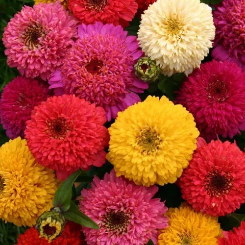 Zinnia Seeds Mix - 150+ Varieties - Annual Zinnia elegans - USA Seller