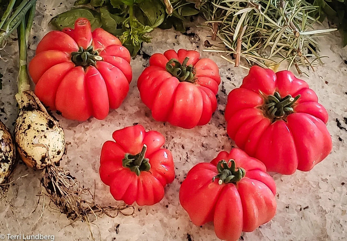 Mushroom Basket Tomato Seeds - Heirloom Organic Non-GMO - Rare Variety - Solanum lycopersicum Seed Pack