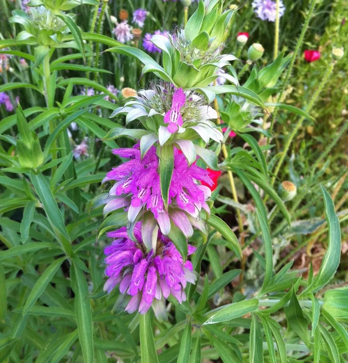 Lemon Mint Seeds NON-GMO | Monarda citriodora Herb Garden Seeds
