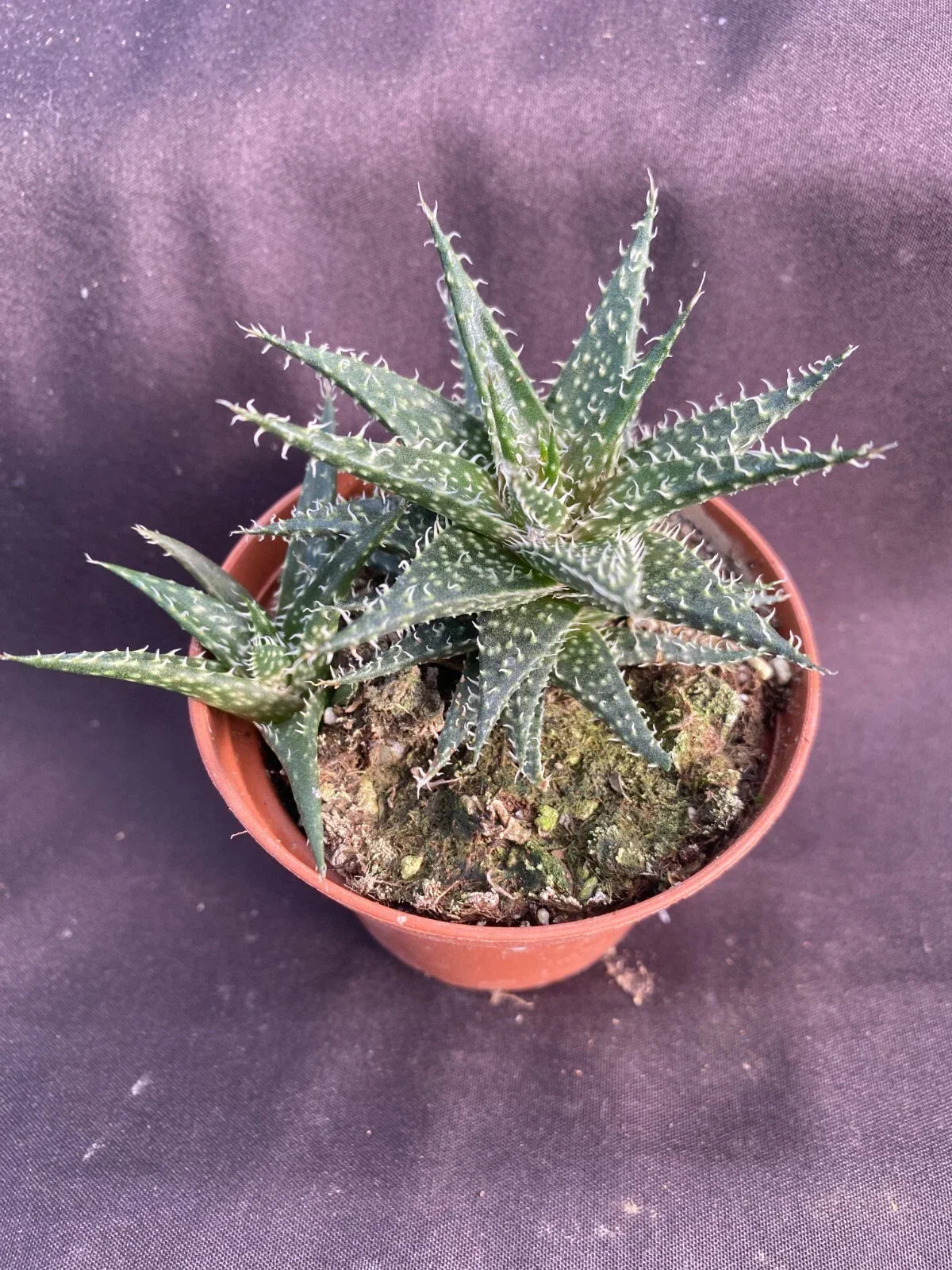 Dwarf Aloe Plant 3" Pot - Aloe haworthioides Rooted Succulent for Indoor and Outdoor Gardening