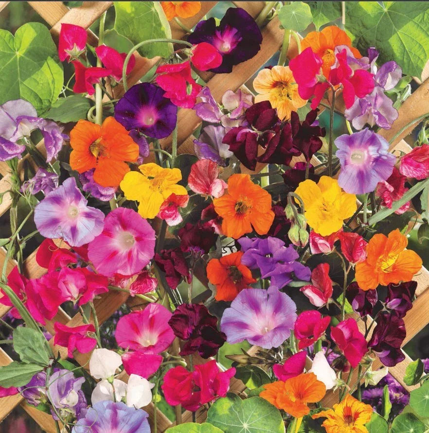 Climbing Vine Mix Seeds - 150 Seeds, 6 Species for Trellises & Arbors