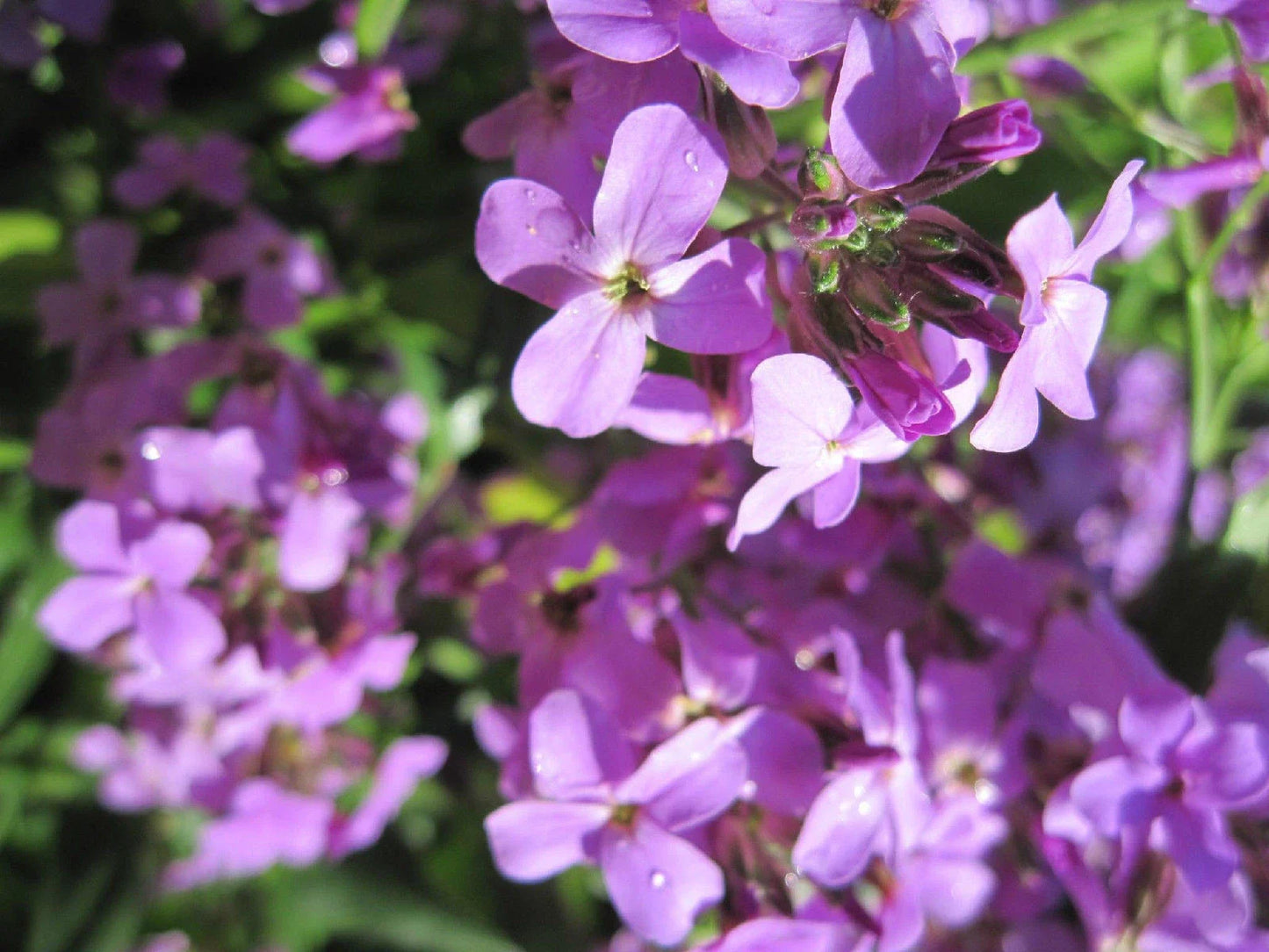 Evening Scented Stock Seeds - Pink Purple Flowers - Matthiola longipetala - 500 Seeds for Fragrant Garden, Borders, Containers