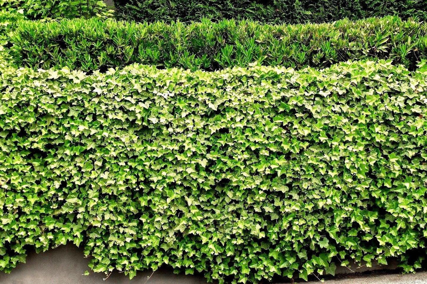 Live English Ivy Roots 5 Pack - Hedera helix Ground Cover for Fences & Patio, Evergreen Climbing & Trailing Vine