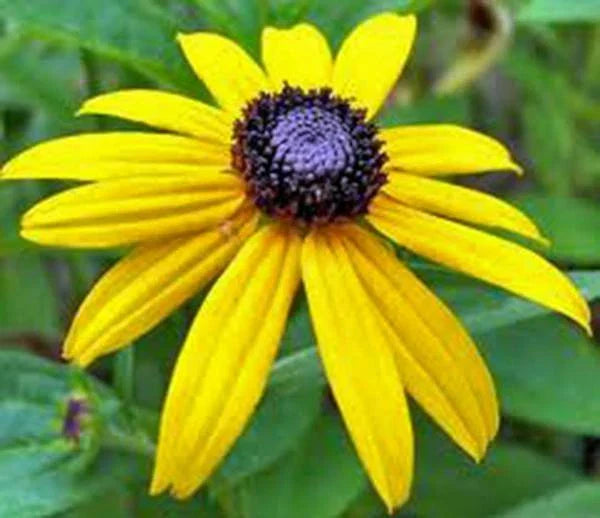 Black Eyed Susan Seeds - 500+ Count - Rudbeckia hirta Flower Seeds