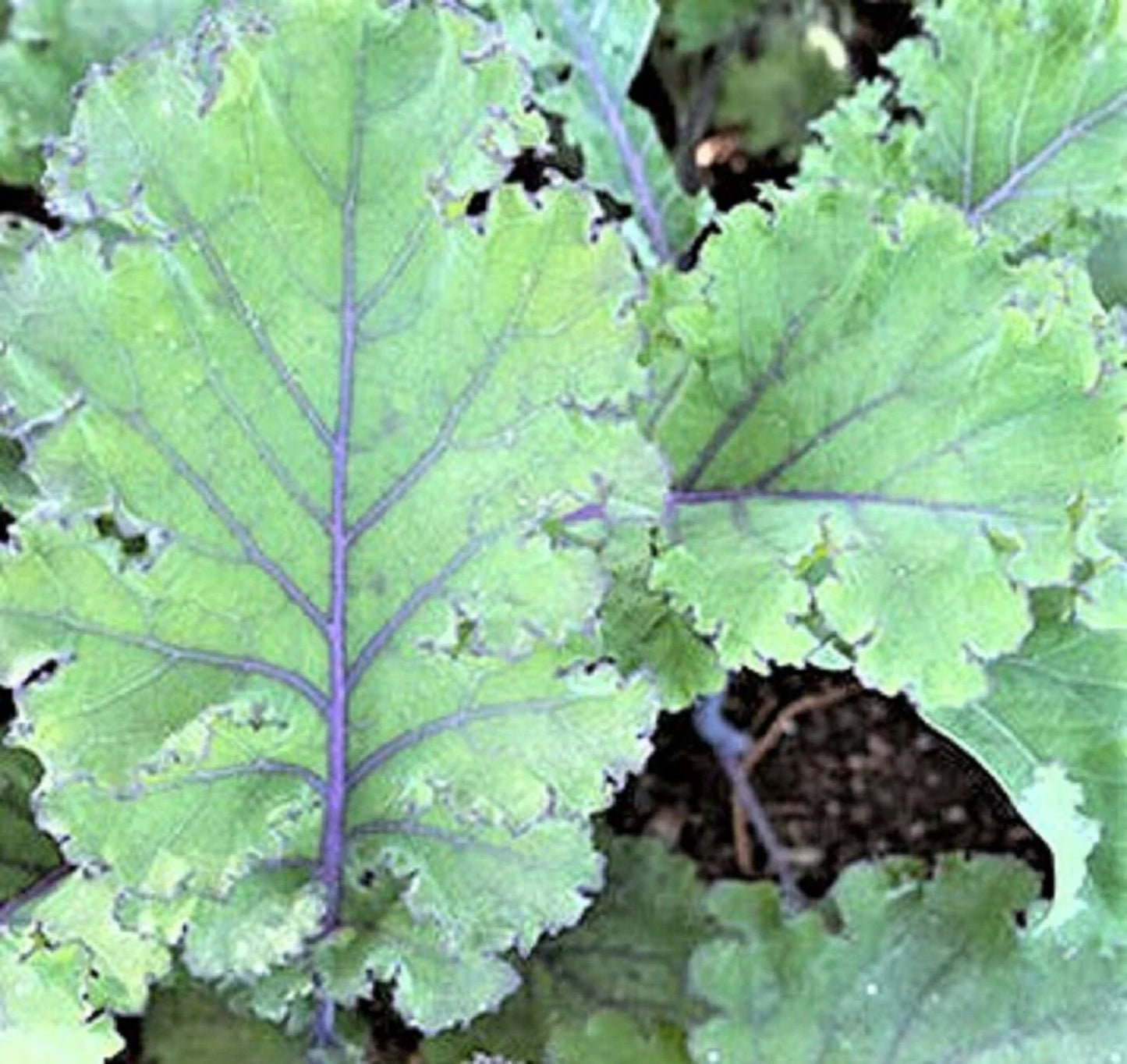 Scarlet Kale Seeds - NON-GMO, 100+ Heirloom Vegetable Garden Seeds, Brassica oleracea var. sabellica, Vibrant Red and Green Leaves