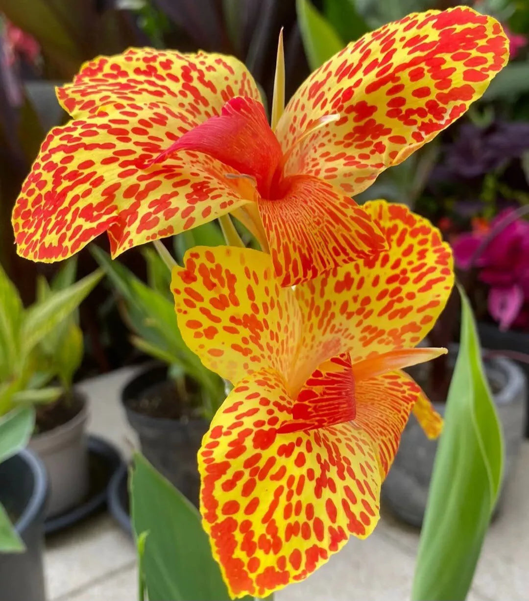 Canna Lily Bulb Gold Leopard - Tropical Perennial Rhizome Canna indica