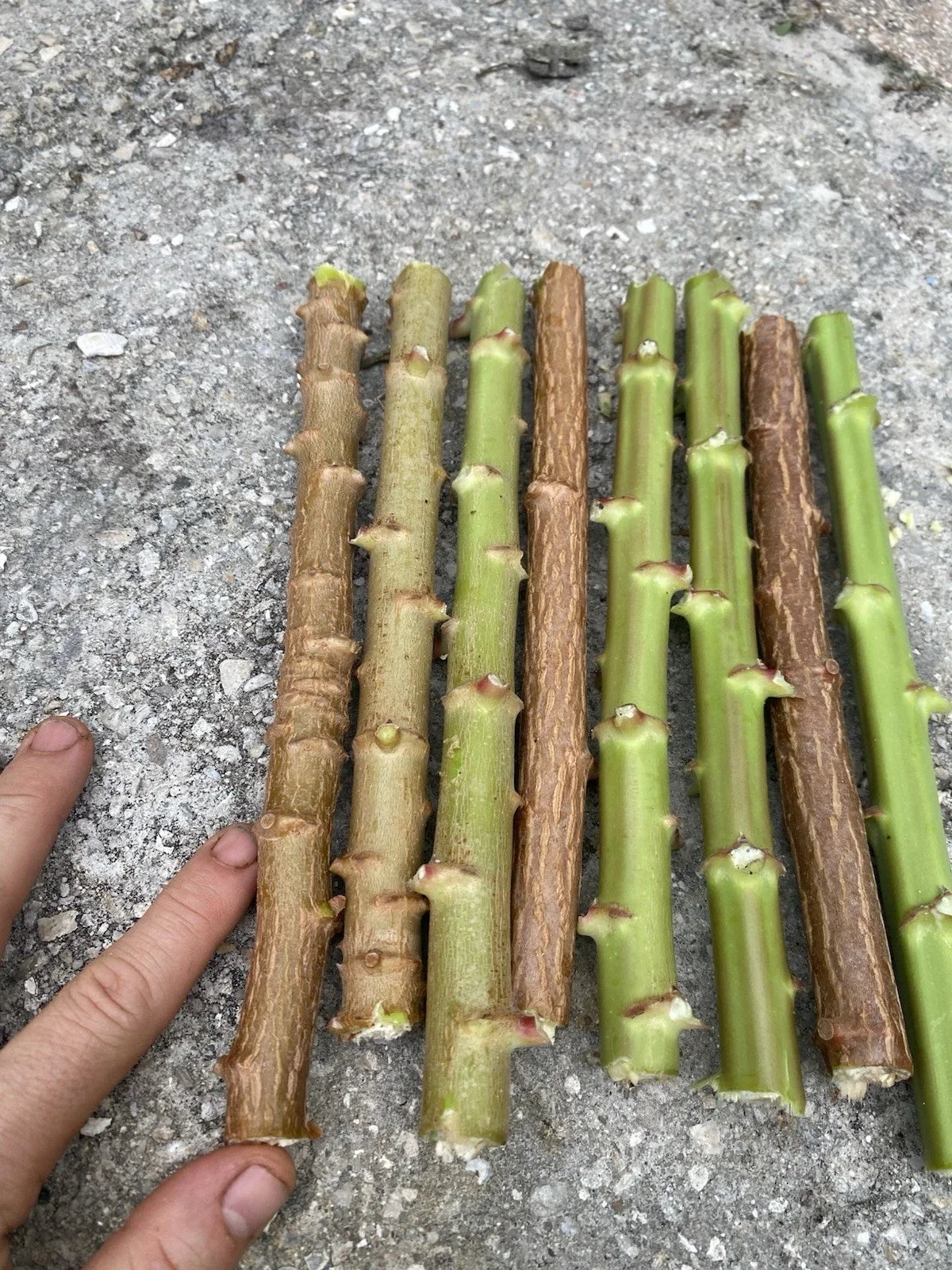 Yuca Cassava Cuttings 5-8 Inches Organic Manihot Esculenta Live Stem Plants for Gardening
