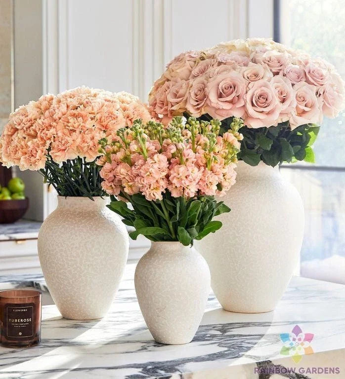 Sand Pink Carnation Seeds - 200+ Count Dianthus caryophyllus for Garden Planting, Vibrant Pink Blooms, Easy Grow, USA Grown