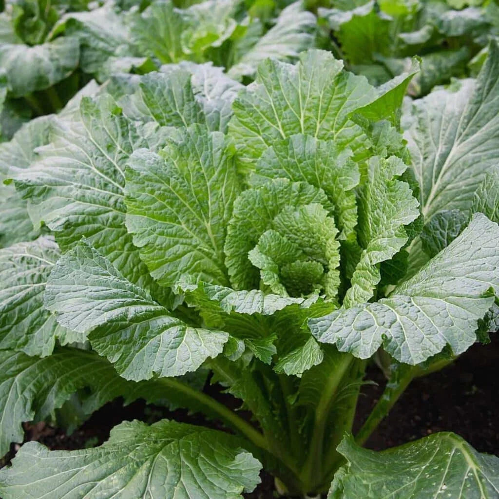 Michihili Cabbage Seeds - 500+ Brassica rapa subsp. pekinensis Flat-Head Heirloom Seeds for Home Gardening
