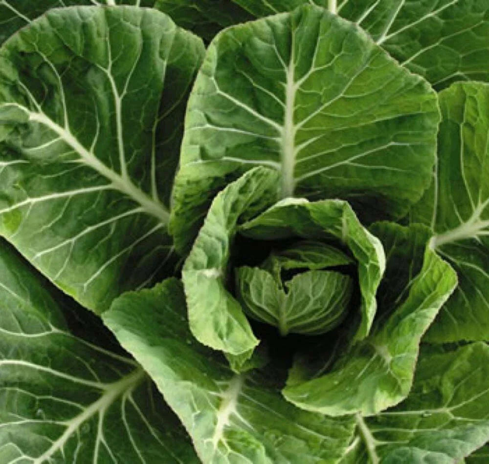 Collard Greens Seeds 500+ Non-GMO Heirloom Vates Variety Brassica oleracea USA
