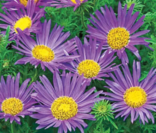 Tahoka Daisy Seeds - 150 Seeds - Prairie Aster Blue - Machaeranthera tanacetifolia
