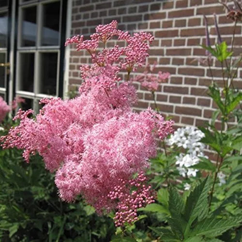 Rare Queen of The Prairie Seeds - 15 Seeds, Filipendula rubra, Pink Flowers, Perennial Wildflower for Garden & Landscape